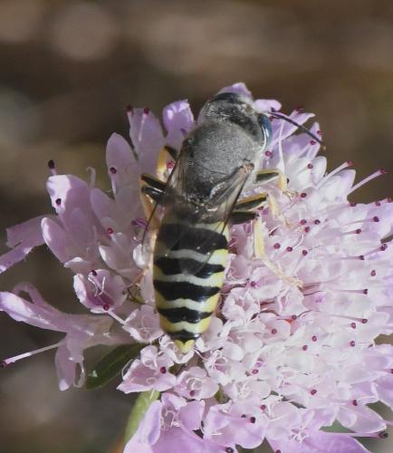 Bembix zonata